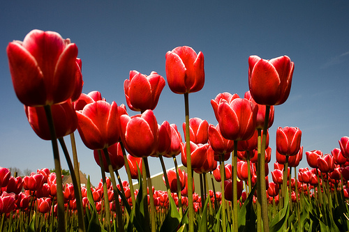 Tulips in Amsterdam, photos by Jan Ramroth