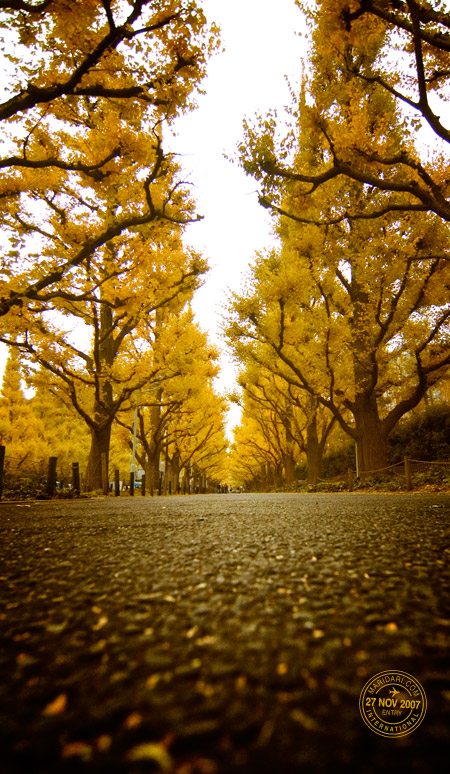 Ginkgo avenue Icho namiki, Aoyama