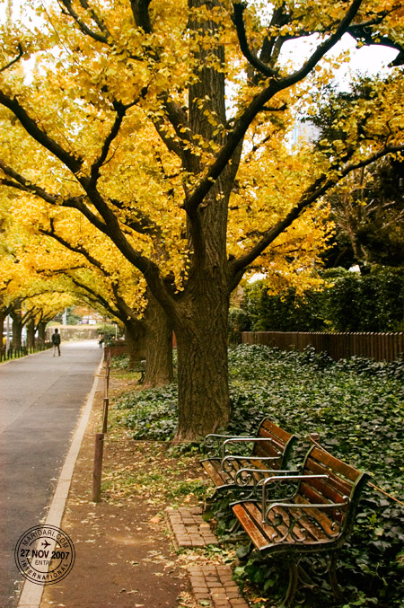 Aoyama Icho Namiki bench