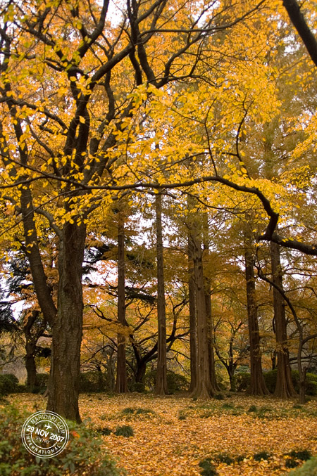 Yellow leaves, autumn forest, Shinjuku Gyoen National Garden, Shinjuku, Tokyo, Japan