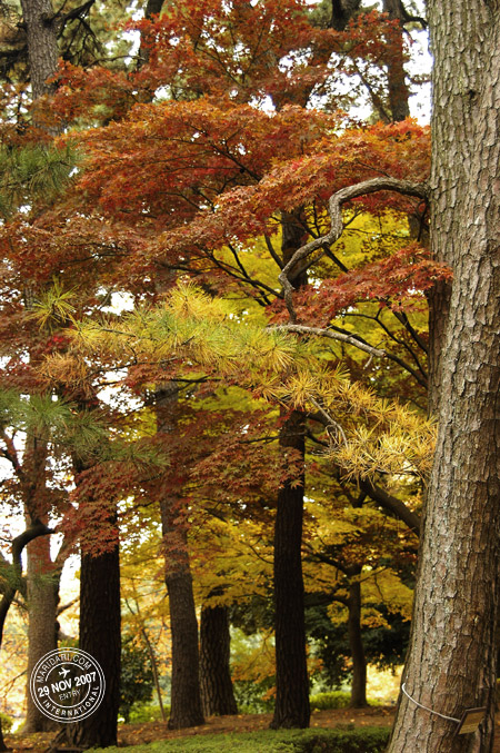 Autumn colours in Shinjuku Gyoen National Park, Tokyo, Japan