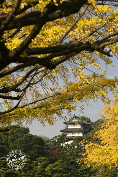 Imperial Palace framed by yellow ginkgo leaves