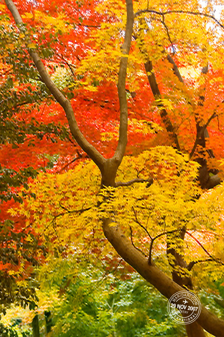 Shinjuku Gyoen, Tokyo, Japan autumn leaves - red, yellow, green (momiji/kouyou)