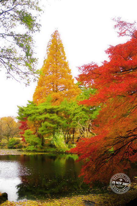 Shinjuku Gyoen National Garden - lake, green, red, yellow autumn leaves 