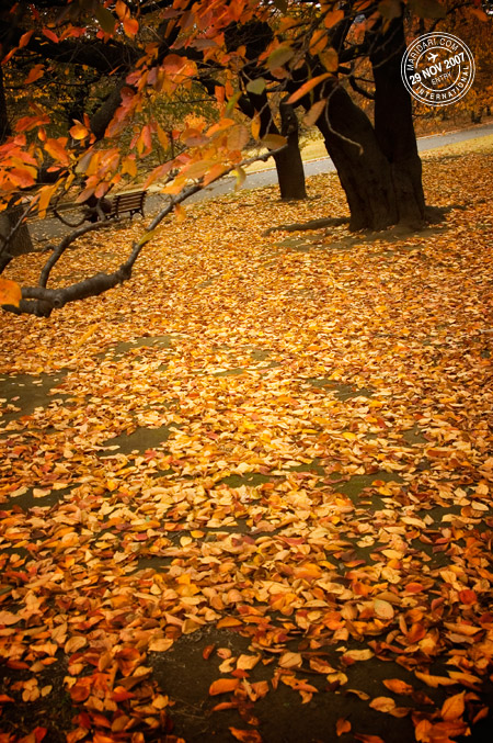 Shinjuku Gyoen - a carpet of brown autumn leaves