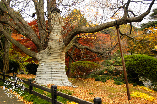 Covered tree in Shinjuku Gyoen, Tokyo, Japan