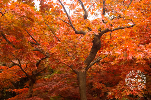 Red Japanese smooth maple leaves (momiji) in autumn at Shinjuku Gyoen, Tokyo, Japan