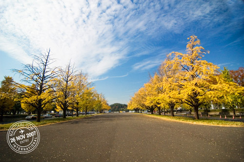 Yellow Leaves in Autumn, Tokyo