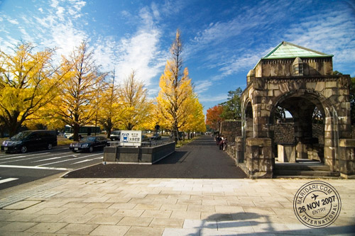 Ginkgo Trees in Autumn near Tokyo Station and Imperial Palace