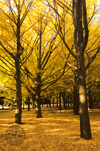 Ginkgo Forest