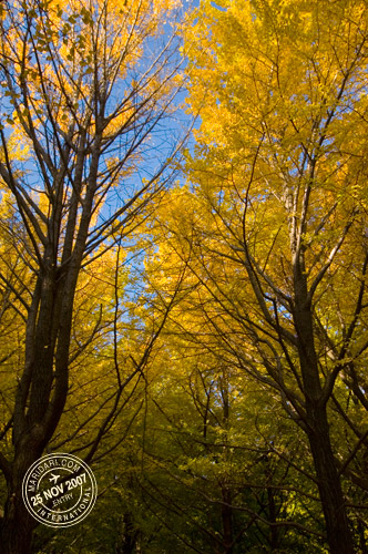 Yoyogi Park Ginkgo Leaves