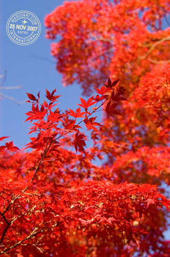 Yoyogi Park Red Japanese Maple Leaves