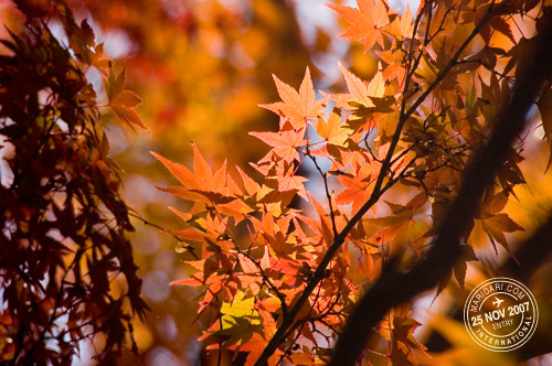 Yoyogi Park Japanese Maple Orange Leaves