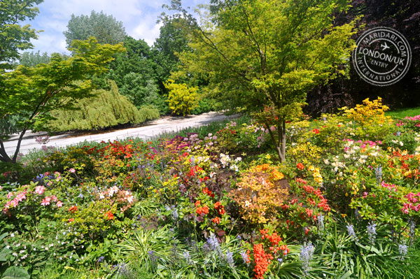 An English garden in Spring - colorful flowers at St. James Park near Buckingham Palace in London