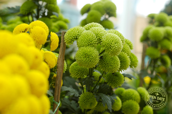 Resorts Worlds Sentosa Festive walk - button pom pom Yoko Ono green chrysanthemums