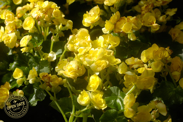 Sentosa Flowers Festival 2011 - yellow blooms at Sentosa Island