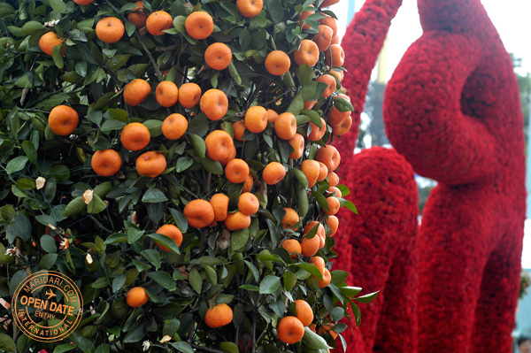 resorts-world-sentosa-flowers