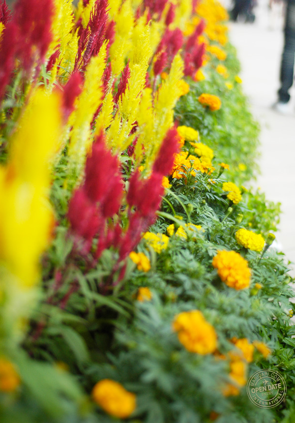 Sentosa Boardwalk is lined with flowers for the Sentosa Flowers extravaganza