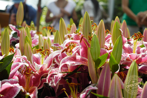 Sentosa Flowers Singapore - Lilies