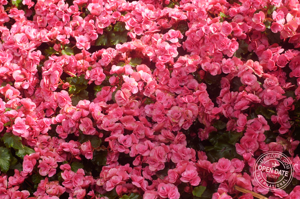 Sentosa Island flower festival